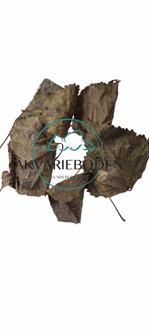 Hovedbilde Poplar leaves 10pk