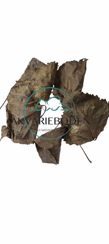 Poplar leaves 10pk