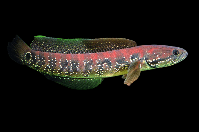 Hovedbilde Channa asiatica VF 20cm