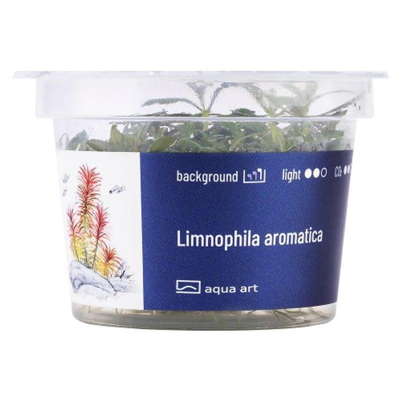 Aqua-Art Invitro Limnophila aromatica