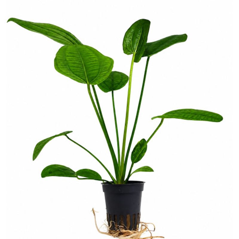Echinodorus Radicans 