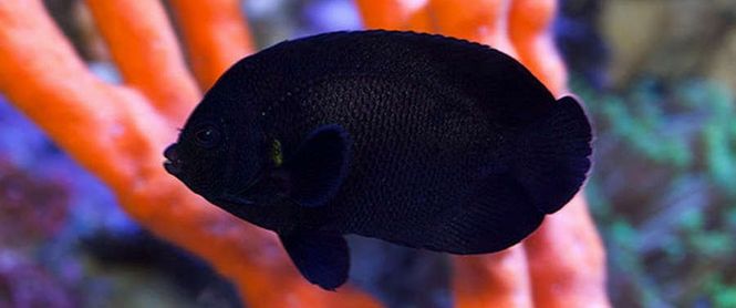 Hovedbilde Centropyge nox