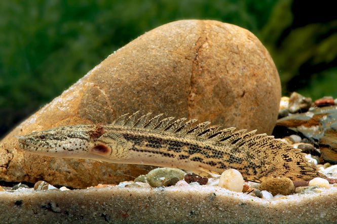 Hovedbilde Polypterus Ansorgii F1 10-12cm