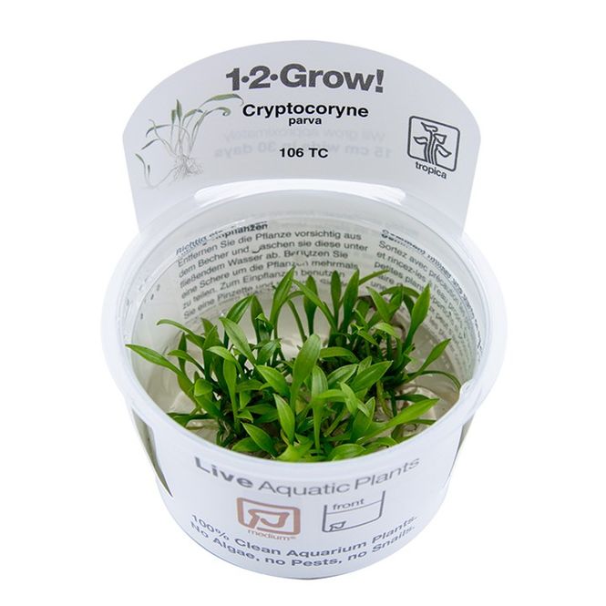 Hovedbilde Cryptocoryne parva 1-2 Grow