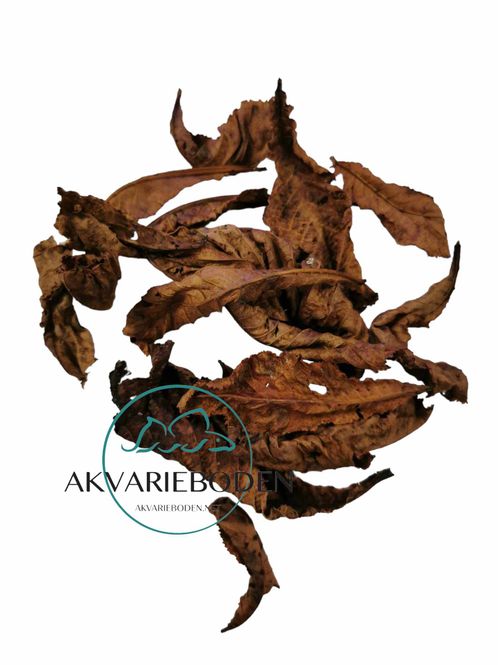 Hovedbilde Chestnut leaves brown  ca 10pk