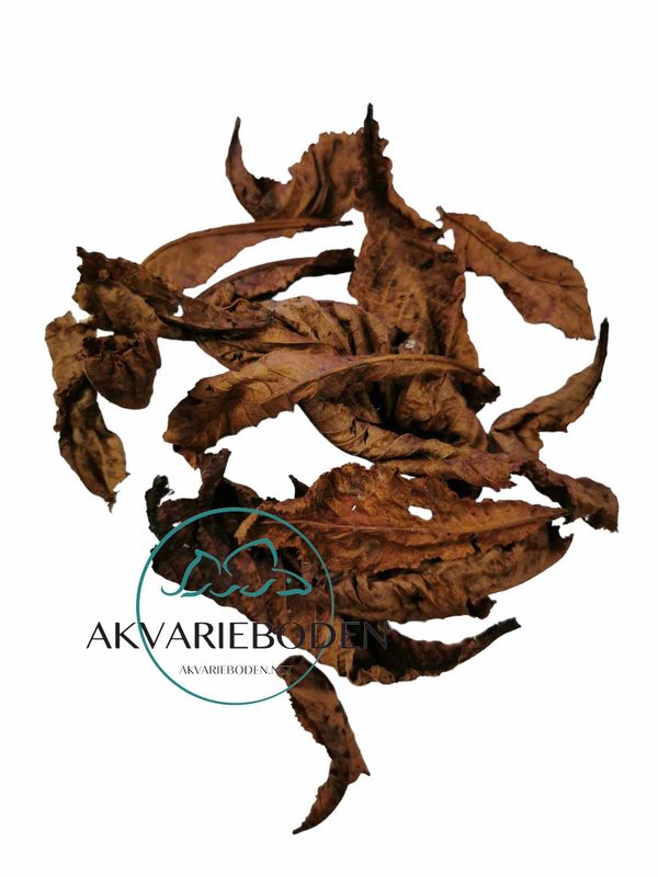 Chestnut leaves brown  ca 10pk