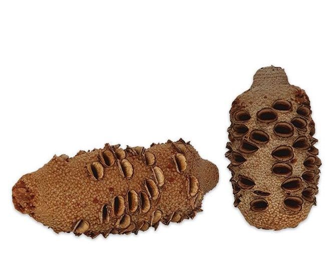 Hovedbilde AB Natural Deco Cones XL