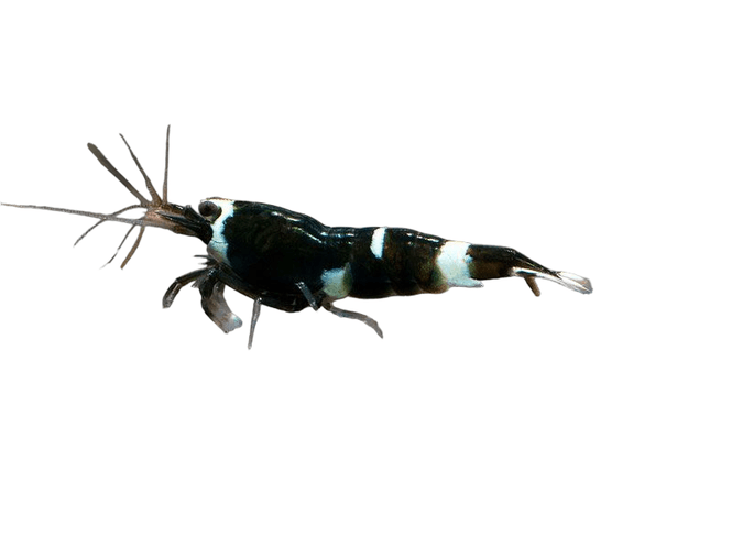 Hovedbilde Caridina Black King Kong