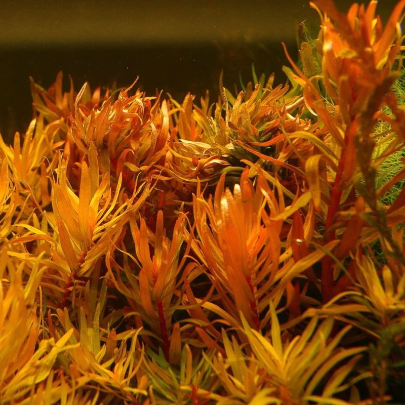 Nesea sp. Gold  Invitro 