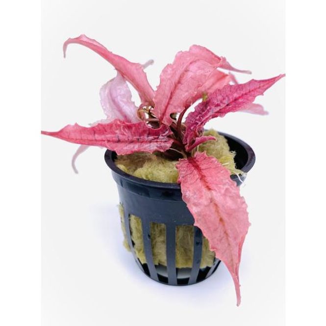 Hovedbilde Cryptocoryne Pink Panther (sjelden)