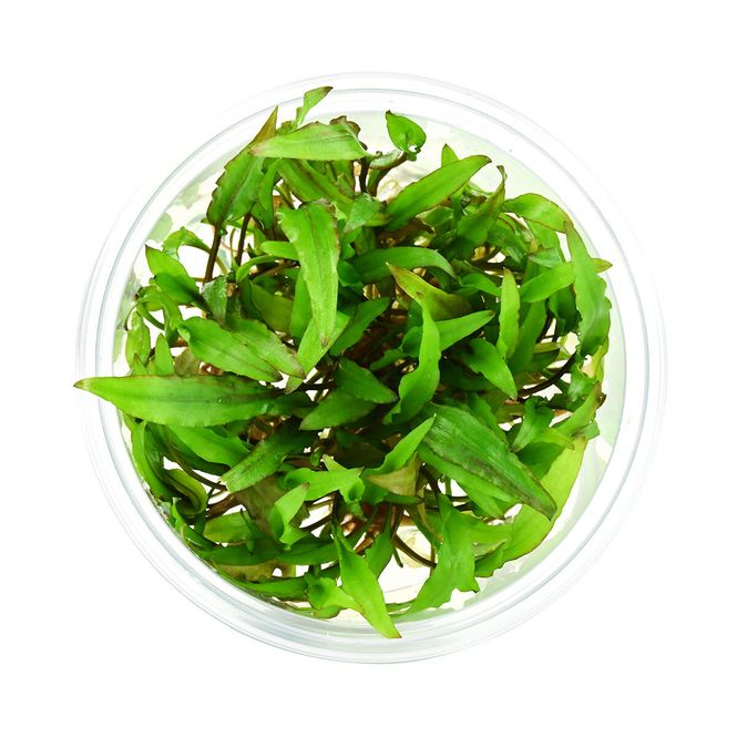 Hovedbilde Cryptocoryne Green Gecko Invitro 