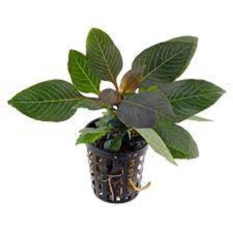 Hygrophila Dwarf corymbosa