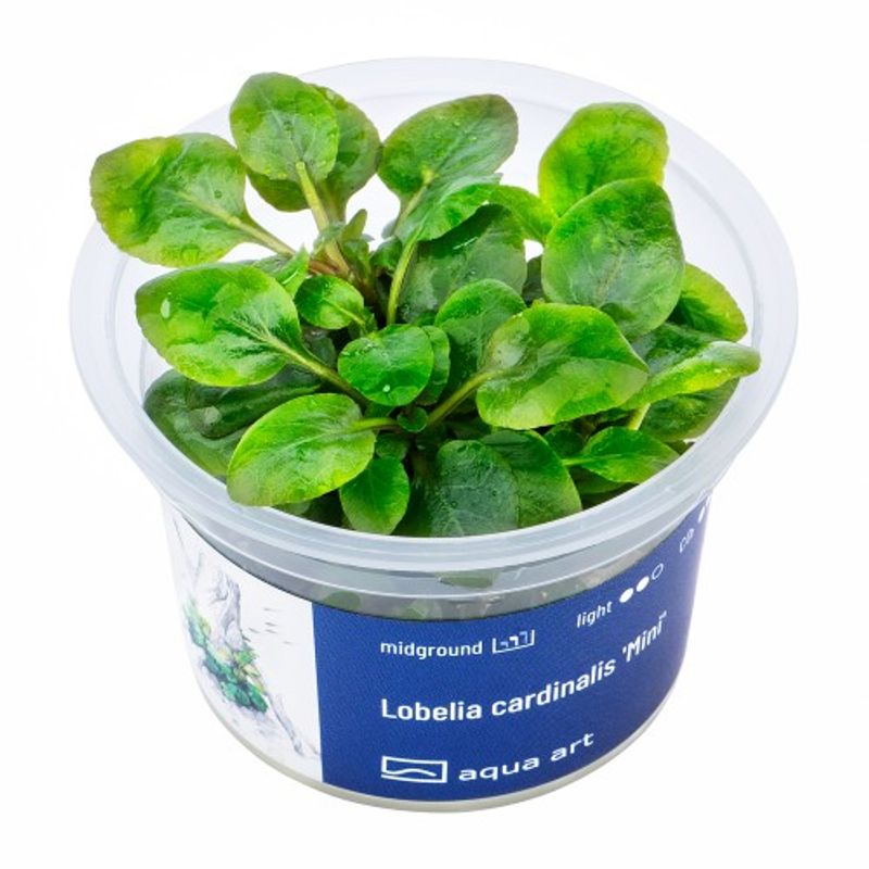 Aqua-Art Invitro Lobelia cardinalis Mini