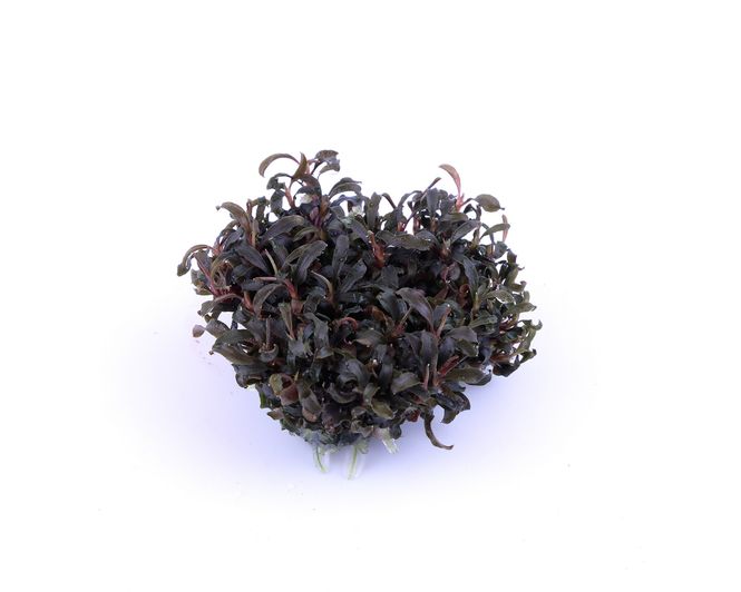 Hovedbilde Bucephalandra Kedagang -  InVitro