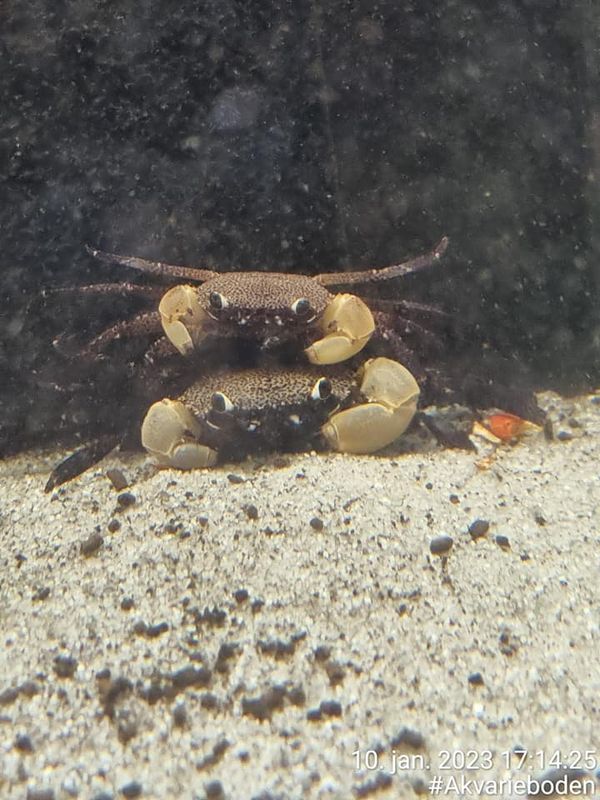 Parathelphusa flavichela White Claw Krabbe