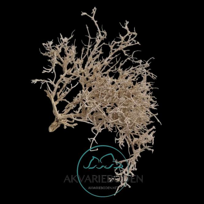 Hovedbilde Reke Tre ØrkenBusk  XL