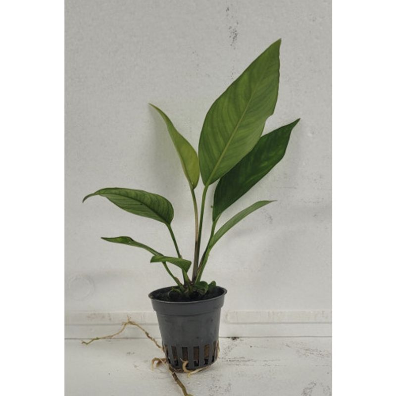 Anubias Sagitea Akvarieplante