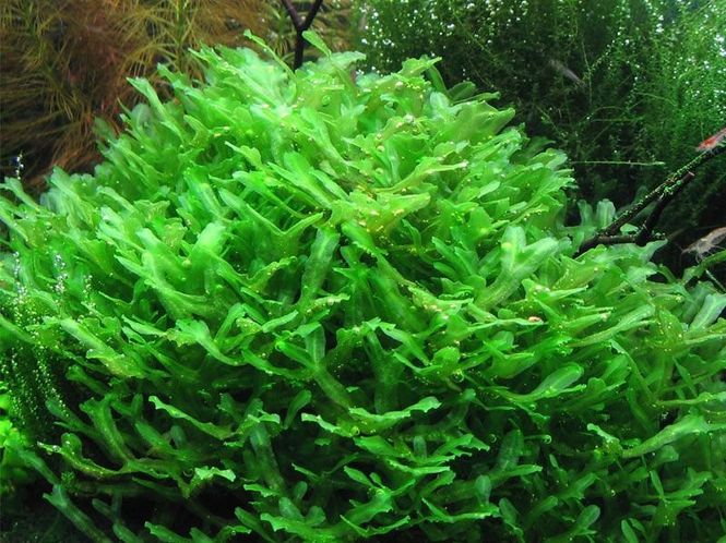 Hovedbilde AB- Lomariopsis lineata (Ferskvannstang) 