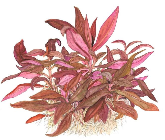 Hovedbilde Alternanthera reineckii 'Mini' 1-2 Grow