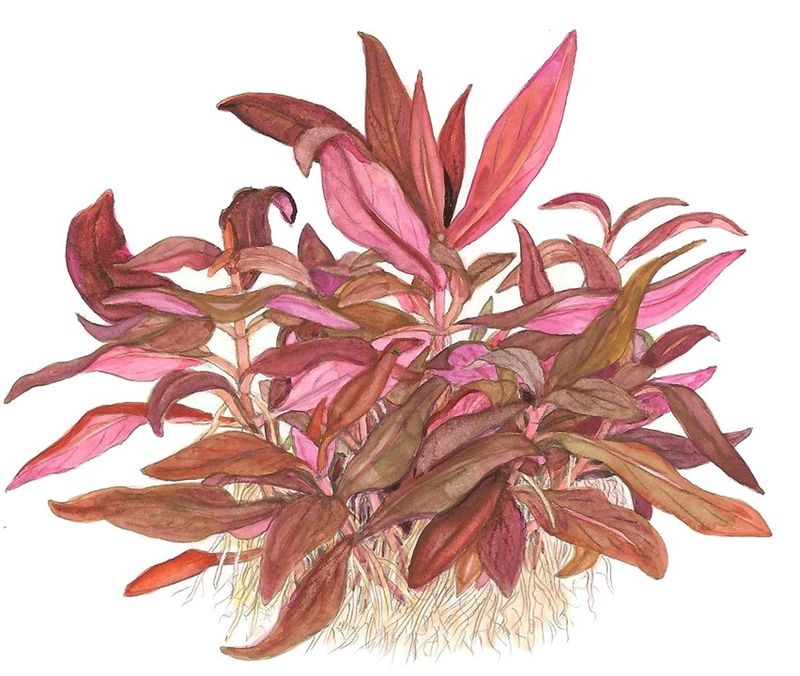 Alternanthera reineckii 'Mini' 1-2 Grow