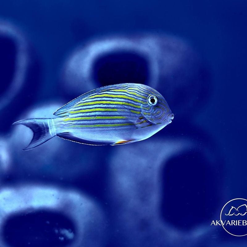 Acanthurus lineatus / Klovnekirurg