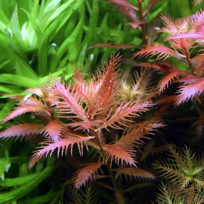 Hovedbilde Proserpinaca palustris cuba 1-2grow