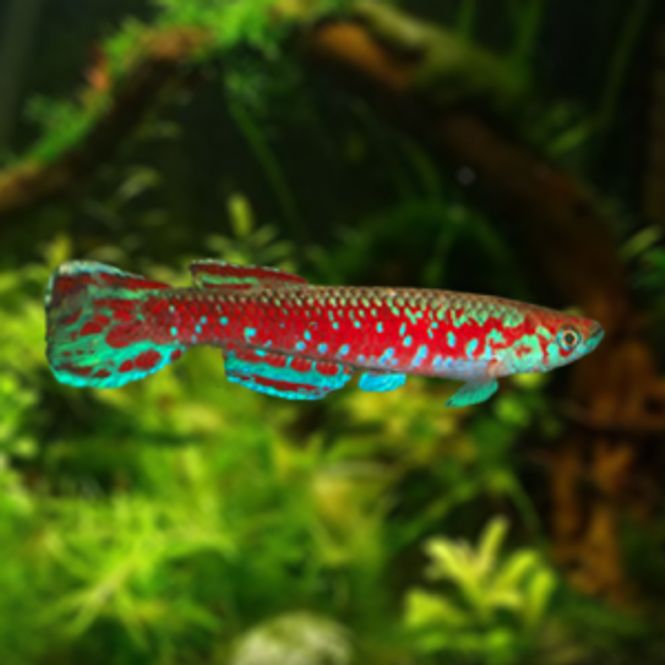 Hovedbilde Scriptaphyosemion cauveti  