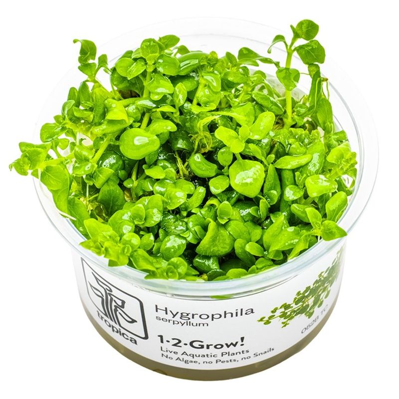 Hygrophila serpyllum 1-2 Grow Invitro