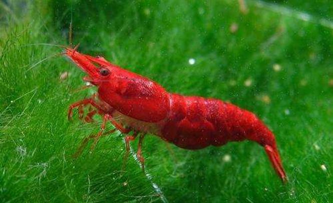 Hovedbilde Neocaridina Rød Sakura reke 