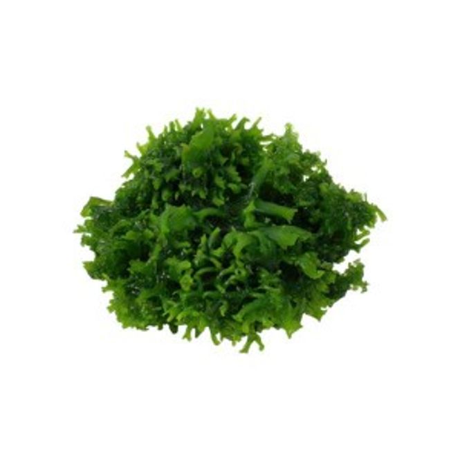 Hovedbilde Monosolenium tenerum Invitro