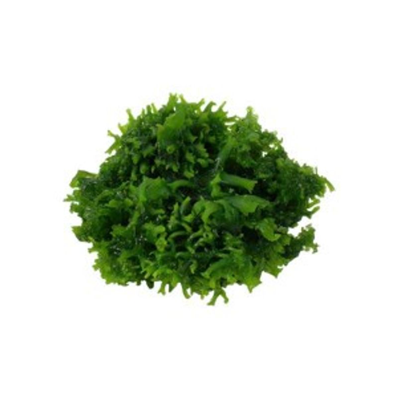 Monosolenium tenerum Invitro