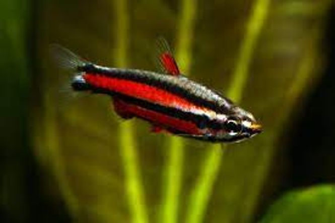 Hovedbilde Nannostomus rubrocaudatus VF