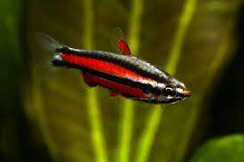 Nannostomus rubrocaudatus VF