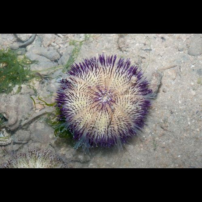 Hovedbilde Salmacis spp